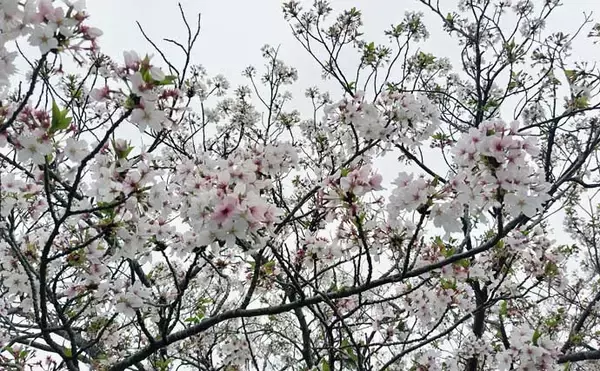 「無限『ハク』地獄に大苦戦！ リバーシーバスゲームで60cm級本命手中【千葉】」の画像