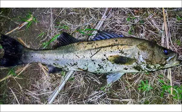 「無限『ハク』地獄に大苦戦！ リバーシーバスゲームで60cm級本命手中【千葉】」の画像