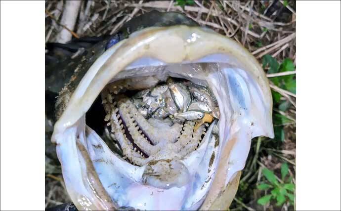 無限『ハク』地獄に大苦戦！ リバーシーバスゲームで60cm級本命手中【千葉】