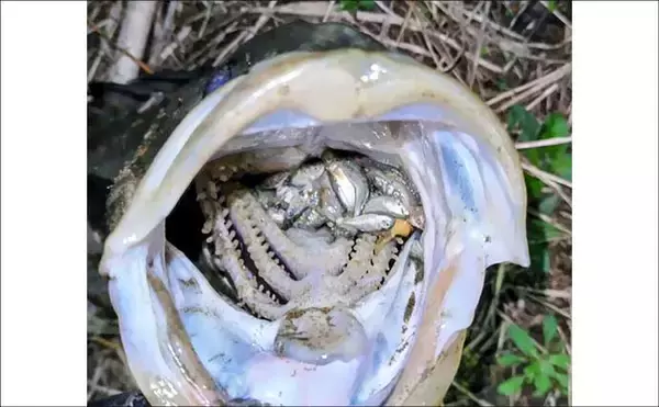 「無限『ハク』地獄に大苦戦！ リバーシーバスゲームで60cm級本命手中【千葉】」の画像