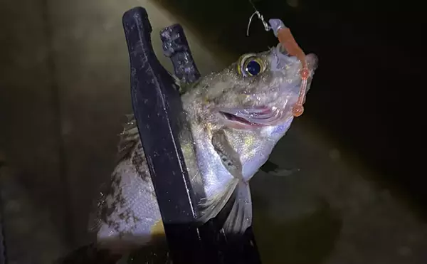 「「春だからメバルが浮くとは限らない？」メバリングでは表層以外も疑おう」の画像