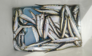 『検見川浜の突堤』でのサビキ釣りでカタクチイワシ発見！【千葉】