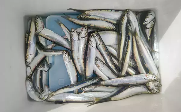 『検見川浜の突堤』でのサビキ釣りでカタクチイワシ発見！【千葉】