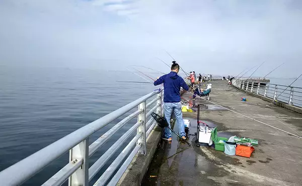 「『検見川浜の突堤』でのサビキ釣りでカタクチイワシ発見！【千葉】」の画像