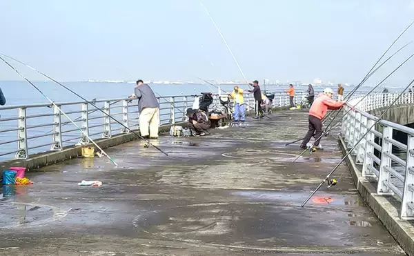 「『検見川浜の突堤』でのサビキ釣りでカタクチイワシ発見！【千葉】」の画像