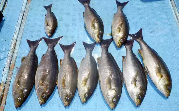 「2kgオーバーのタコ出現でシーズン好スタート！【船エサ釣り釣果速報8選・愛知】」の画像
