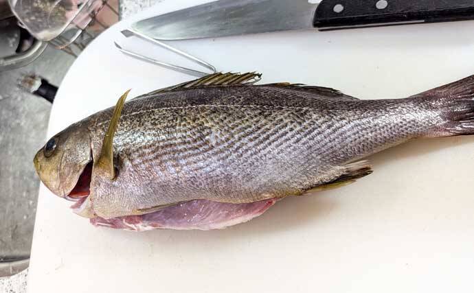 伝統釣法「高仕掛け」で速潮を攻略成功！ マダイ・アジ・イサギが続々【畑中丸・加太】