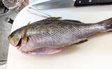 「伝統釣法「高仕掛け」で速潮を攻略成功！ マダイ・アジ・イサギが続々【畑中丸・加太】」の画像12