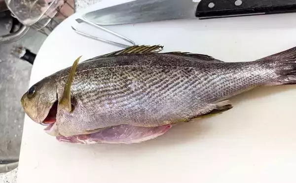 「伝統釣法「高仕掛け」で速潮を攻略成功！ マダイ・アジ・イサギが続々【畑中丸・加太】」の画像