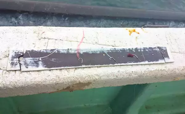 「伝統釣法「高仕掛け」で速潮を攻略成功！ マダイ・アジ・イサギが続々【畑中丸・加太】」の画像