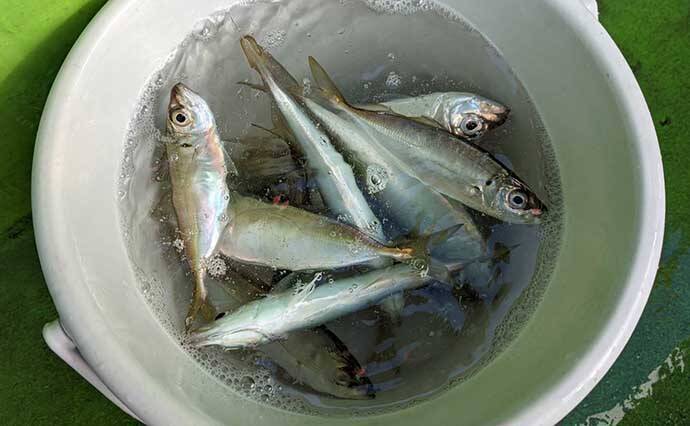 今週の『船釣り情報』特選釣果　ブランド＆大型アジが各地で好調