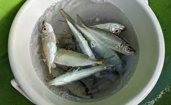 「今週の『船釣り情報』特選釣果　ブランド＆大型アジが各地で好調」の画像