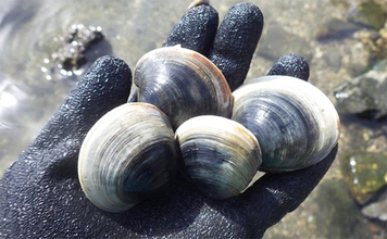 江戸川河口での潮干狩りで「アサリ・ホンビノス・サルボウガイ」をゲット