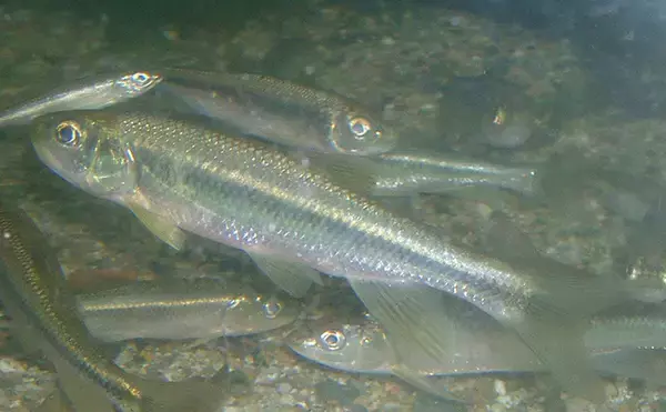 『カワムツ』が関東の河川で近年増加中　地域の生態系を乱す恐れもある「国内外来魚」とは？