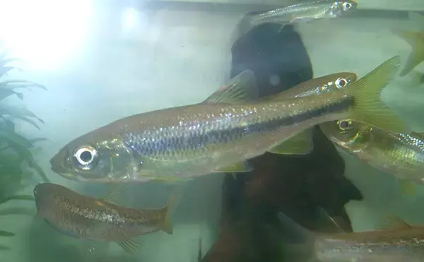 「『カワムツ』が関東の河川で近年増加中　地域の生態系を乱す恐れもある「国内外来魚」とは？」の画像