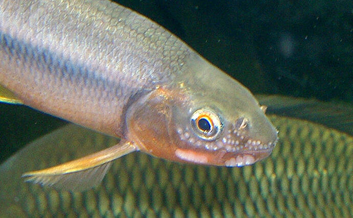 『カワムツ』が関東の河川で近年増加中　地域の生態系を乱す恐れもある「国内外来魚」とは？