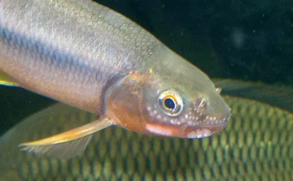 「『カワムツ』が関東の河川で近年増加中　地域の生態系を乱す恐れもある「国内外来魚」とは？」の画像