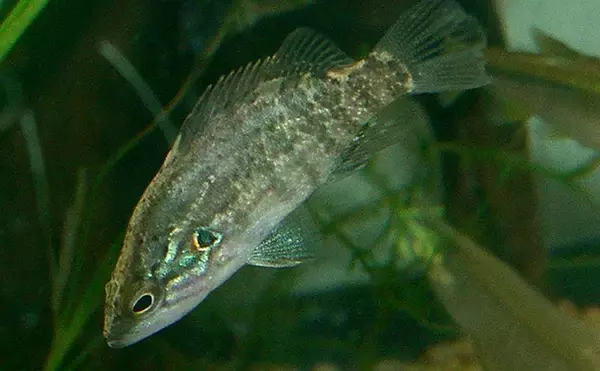 「『カワムツ』が関東の河川で近年増加中　地域の生態系を乱す恐れもある「国内外来魚」とは？」の画像