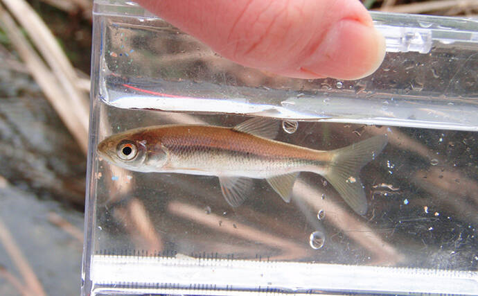 『カワムツ』が関東の河川で近年増加中　地域の生態系を乱す恐れもある「国内外来魚」とは？