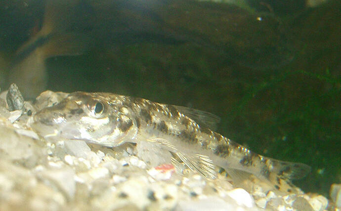 『カワムツ』が関東の河川で近年増加中　地域の生態系を乱す恐れもある「国内外来魚」とは？