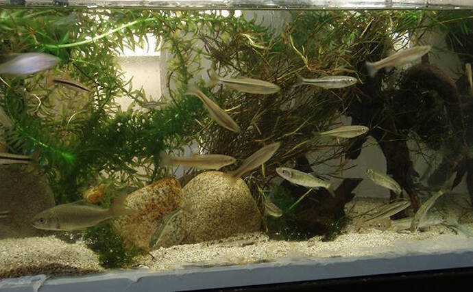 『カワムツ』が関東の河川で近年増加中　地域の生態系を乱す恐れもある「国内外来魚」とは？