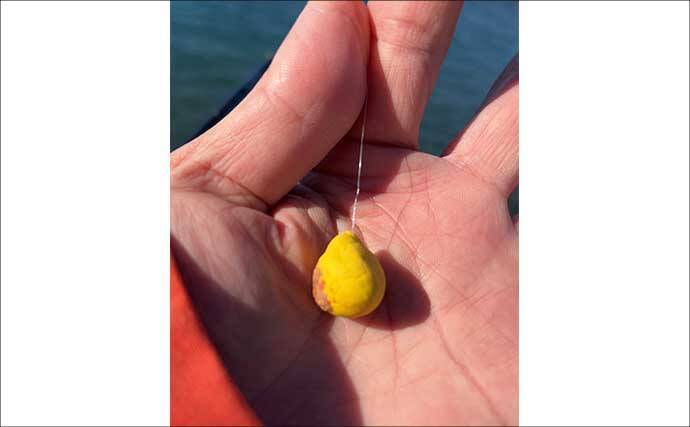 ウキフカセ釣りで30cm超クロダイ連発！【静岡・浜名湖】フグの猛攻をかわして攻略