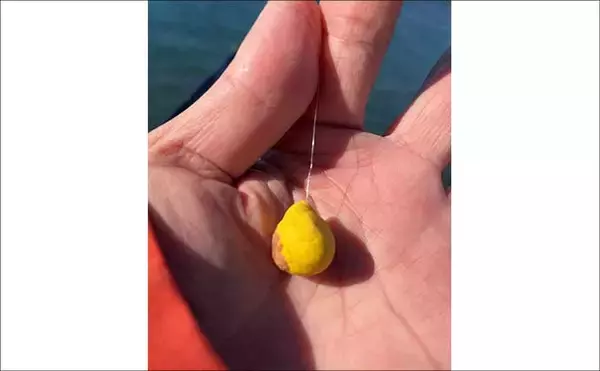 「ウキフカセ釣りで30cm超クロダイ連発！【静岡・浜名湖】フグの猛攻をかわして攻略」の画像