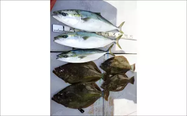 「【沖釣り釣果速報】伊良湖沖でブリ90cm級登場！寒ビラメも好機でイワシ泳がせ好調（愛知）」の画像
