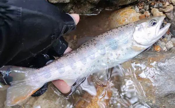 渓流エサ釣りの【年間釣行計画】のススメ　解禁期間を最大限楽しむために！
