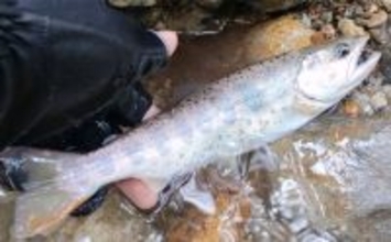 渓流エサ釣りの【年間釣行計画】のススメ　解禁期間を最大限楽しむために！