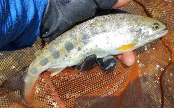 「渓流エサ釣りの【年間釣行計画】のススメ　解禁期間を最大限楽しむために！」の画像