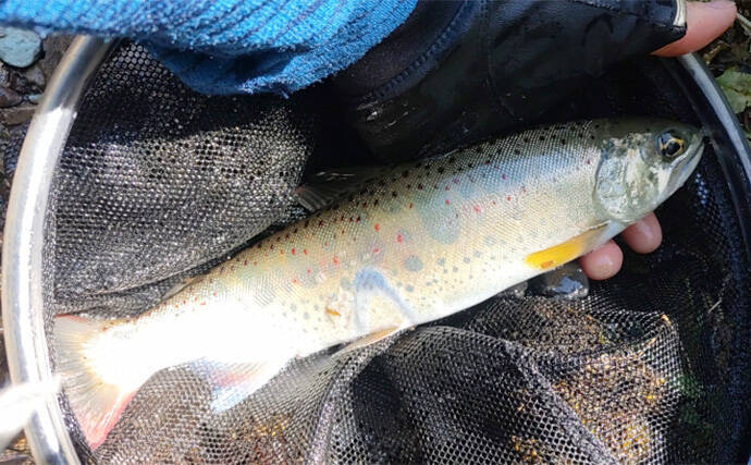 渓流エサ釣りの【年間釣行計画】のススメ　解禁期間を最大限楽しむために！