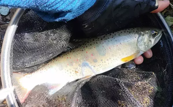 「渓流エサ釣りの【年間釣行計画】のススメ　解禁期間を最大限楽しむために！」の画像