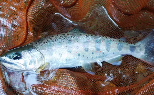 「渓流エサ釣りの【年間釣行計画】のススメ　解禁期間を最大限楽しむために！」の画像