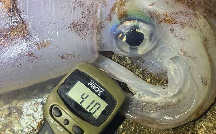 ４kgオーバー『レッドモンスター』アオリイカをついに獲った！【種子島】