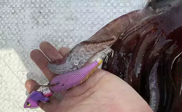 「４kgオーバー『レッドモンスター』アオリイカをついに獲った！【種子島】」の画像