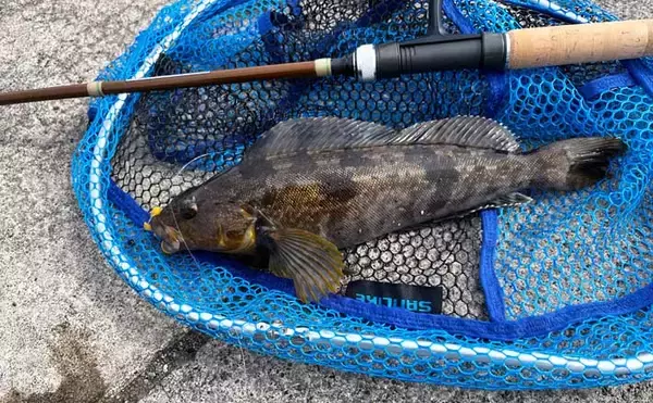 パックロッド1本で春アイナメを狙う【北海道】札幌近郊で30cm級キャッチ