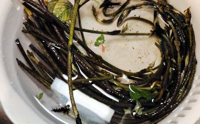 少々クセあるけど美味な「クレソン・クズ・モミジガサ」　釣りと一緒に楽しむ野草採り