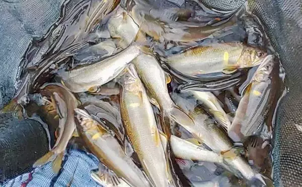 長良川郡上白鳥エリアでアユトモ釣り満喫　20cm級が入れ掛かり