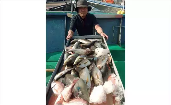「【船のエサ釣り釣果速報】関門海峡で良型コウイカがヒット中！（福岡）」の画像
