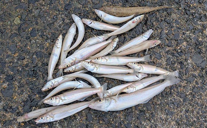 エギングタックルのちょい投げ釣りでシロギス25匹【京都府】潮目狙いで20cm超え良型が連発！