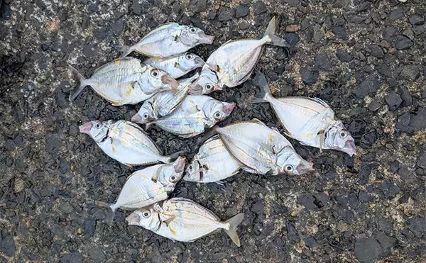 「エギングタックルのちょい投げ釣りでシロギス25匹【京都府】潮目狙いで20cm超え良型が連発！」の画像