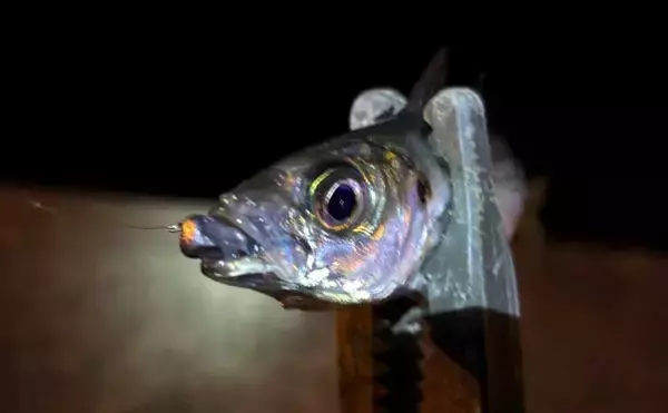 「【もしもサカナと話ができたら】 釣り人がターゲットに聞いてみたい3つの質問」の画像