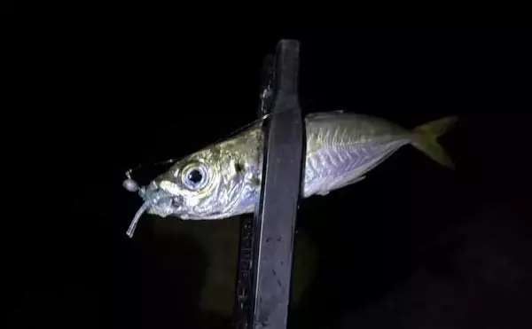 「【もしもサカナと話ができたら】 釣り人がターゲットに聞いてみたい3つの質問」の画像