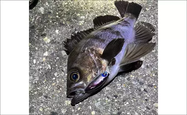 「【もしもサカナと話ができたら】 釣り人がターゲットに聞いてみたい3つの質問」の画像