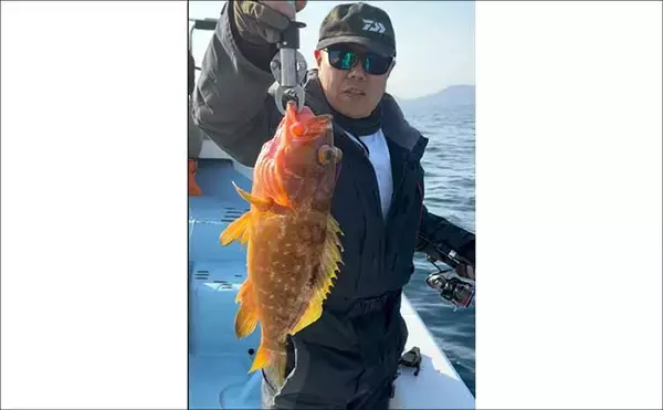 「五島灘のSLJ・タイラバでアコウ2kg級含め船中40尾手中【Fisher526】ヒラマサ気配も濃厚」の画像