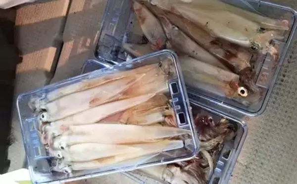 「【沖のルアー釣果速報】ヤリイカ半夜便で船中トップ30匹も！三重沖イカメタルが好調（三重）」の画像