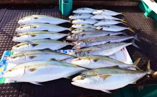 「【沖のルアー釣果速報】ヤリイカ半夜便で船中トップ30匹も！三重沖イカメタルが好調（三重）」の画像