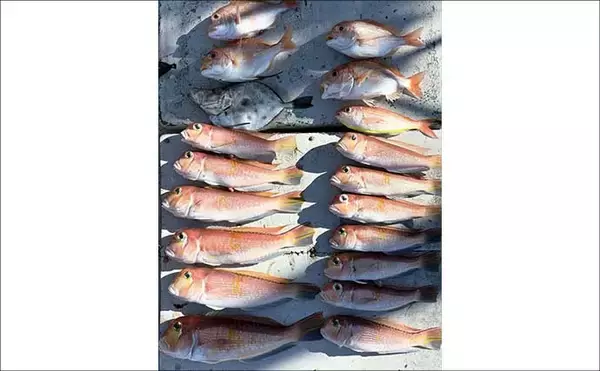 「【沖のルアー釣果速報】ヤリイカ半夜便で船中トップ30匹も！三重沖イカメタルが好調（三重）」の画像