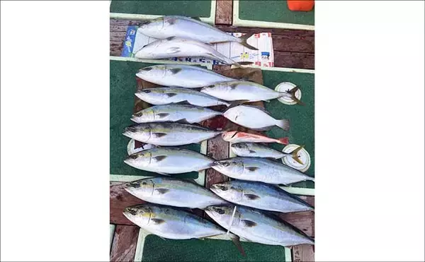 「【沖のルアー釣果速報】ヤリイカ半夜便で船中トップ30匹も！三重沖イカメタルが好調（三重）」の画像